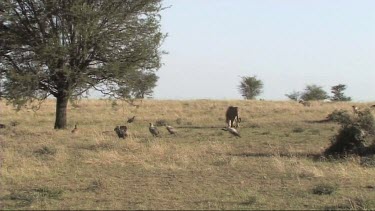 Scavengers on the site of a recent lion kill. Hyena and Vultures