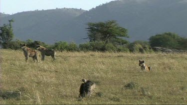 Group of spotted hyena waiting at the site of a recent kill