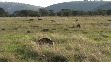 Spotted hyena walking in Serengeti NP