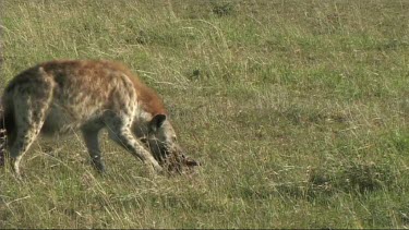 Spotted hyena walking in Serengeti NP