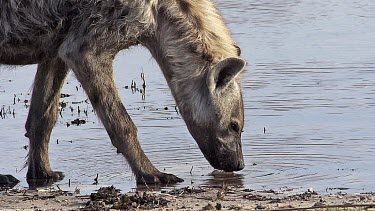 Spotted Hyena, crocuta crocuta, Adult drinking at Water Hole, Moremi Reserve, Okavango Delta in Botswana, Slow motion