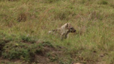 Spotted Hyena, crocuta crocuta, Young walking through Savanna, Masai Mara Park in Kenya, Real Time