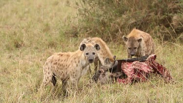 Spotted Hyena, crocuta crocuta, Group on a Kill, Eating a Wildebeest, Masai Mara Park in Kenya, Real Time