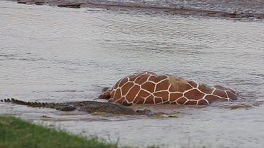 Nile Crocodile, crocodylus niloticus, Adults on a Kill, a Reticulatd Giraffe drown in River, Samburu Park in Kenya, Real Time