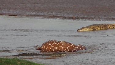 Nile Crocodile, crocodylus niloticus, Adults on a Kill, a Reticulatd Giraffe drown in River, Samburu Park in Kenya, Real Time
