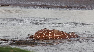 Nile Crocodile, crocodylus niloticus, Adults on a Kill, a Reticulatd Giraffe drown in River, Samburu Park in Kenya, Real Time