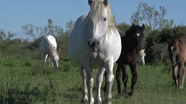 Camargue Horse, Mare and Foal, Saintes Marie de la Mer in The South of France, Real Time