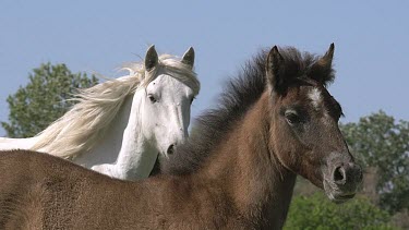 Camargue Horse, Mare and Foal, Saintes Marie de la Mer in The South of France, Real Time