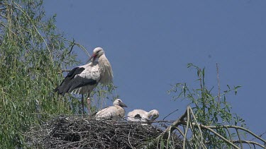 White Stork, ciconia ciconia, Adult and Chicks standing on Nest, Alsace in France, Real Time