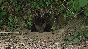 Red Fox, vulpes vulpes, Cubs standing at Den Entrance, Normandy, Real Time