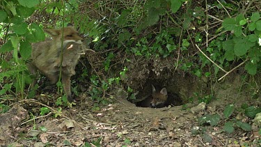 Red Fox, vulpes vulpes, Mother with a Kill, a Rabbit to Feed Cubs, Normandy, Real Time