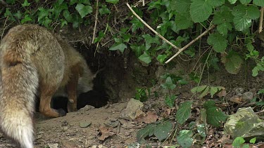 Red Fox, vulpes vulpes, Mother and Cub standing at Den Entrance, Normandy, Real Time