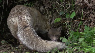 Red Fox, vulpes vulpes, Mother and Cub standing at Den Entrance, Normandy, Real Time