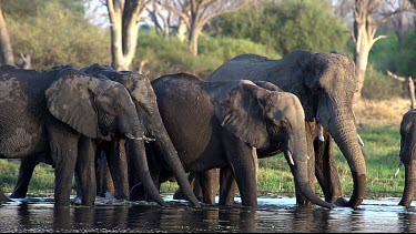 African Elephant, loxodonta africana, Group drinking water at Khwai River, Moremi Reserve, Okavango Delta in Botswana, Real Time