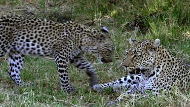 Leopard, panthera pardus, Mother with Cub, Moremi Reserve, Okavango Delta in Botswana, Slow Motion