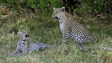 Leopard, panthera pardus, Mother with Cub, Moremi Reserve, Okavango Delta in Botswana, Slow Motion