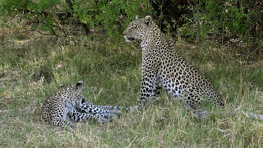 Leopard, panthera pardus, Mother with Cub, Moremi Reserve, Okavango Delta in Botswana, Slow Motion