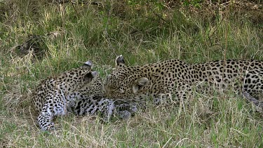 Leopard, panthera pardus, Mother Licking its Cub, Moremi Reserve, Okavango Delta in Botswana, Slow Motion