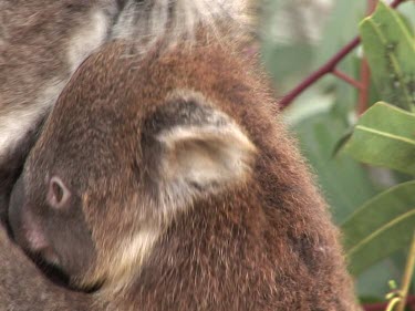 Baby koala explores beneath sleepy mothers head