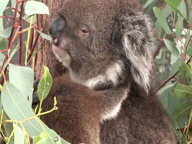 Baby koala climbs all over mother