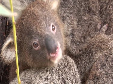 Baby koala get s comfortable in mothers pouch