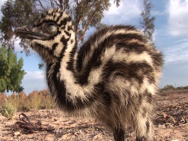 Baby emu looking very tired and wobbling on its legs