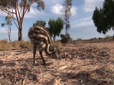 Baby emu pecks at ground