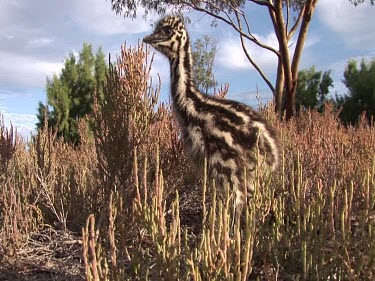 Baby emu pecks at vegetation half heartedly