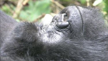 Sleeping gorilla, eyes hut tight.