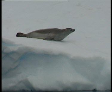 Seal slides down icy slope and dives into water.
