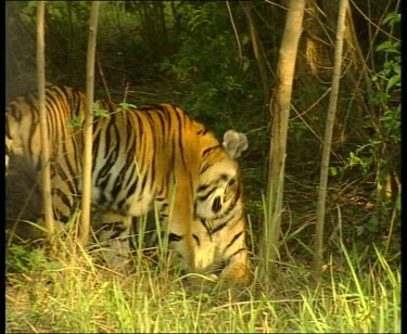 Two tigers interacting affectionately. They rub heads together briefly. One moves off to lie down. One yawns.