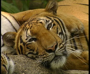 Tiger looking lazily at camera zoom out to three tigers resting sleeping. One has its limbs around the other in an embrace.