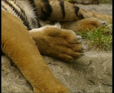 Pan along resting sleeping catnapping tiger.