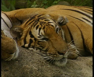 Tiger resting while another tiger has its limbs around it in an embrace.