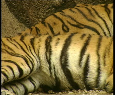 Tiger mother and cub lying close together, sleeping