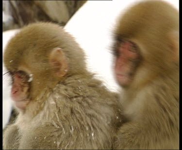 Two baby snow monkeys hugging. They interact and then "practice mating".