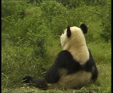 Panda sitting lazily looking out. Turns to scratch back of head with hind paw. Stands up and walks away.