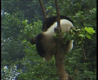 Low angle. Panda sitting in tree lazily scratching tail and forelimbs.
