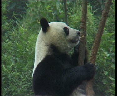 Panda sitting in tree, breathing heavily.