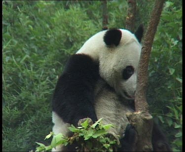 Panda sitting in tree yawning and scratching