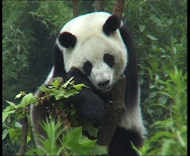 Panda resting in tree, head down, breathing heavily