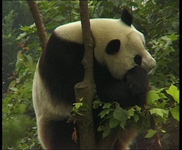 Panda sleeping in tree