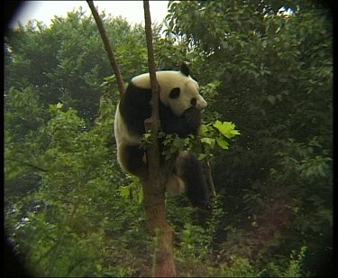 Panda sleeping in tree