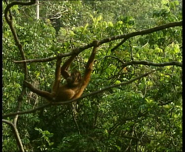 Hanging upside down from liana vine. Climbing along vine, interacting with other orangutan.