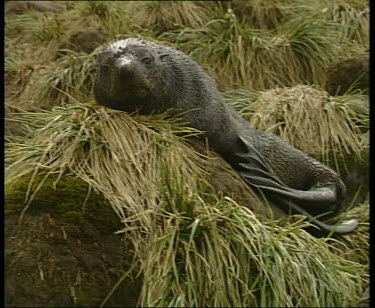 Seal resting on soft grass, scratching.