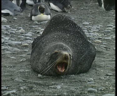 Seal falling asleep in the snow. Yawning.