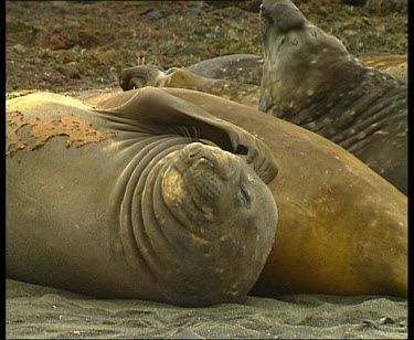 Elephant seal using front flipper to scratch head