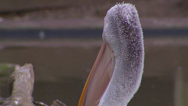 Pelican yawn and stretches mouth and throat sac