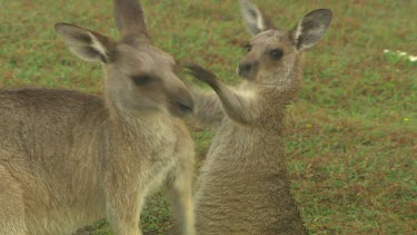 Kangaroo mother and joey cuddle, bonding and play fighting