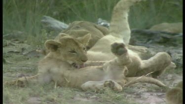 Lions with cubs playing